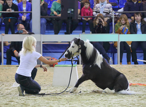 馬匹博覽會，馬展現場，莫斯科馬博覽會現場